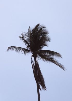 Palm Tree