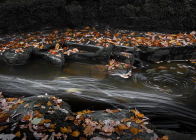 Autumn Stream