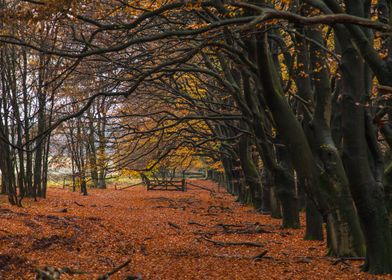 Autumn Forest Path