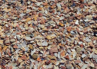 Seashell Beach Texture