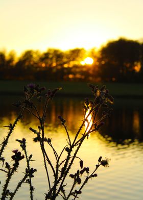 Sunset Silhouette