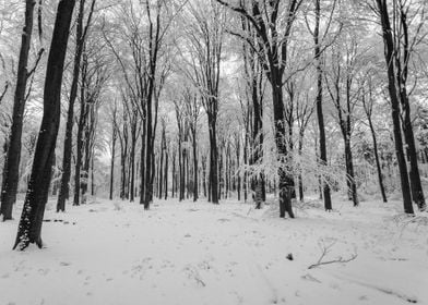 Snowy Forest Path