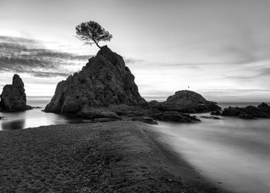 Lone Tree on Coastal Rock