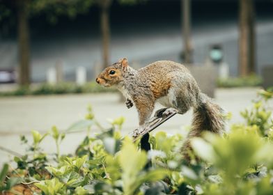 New York Squirrel