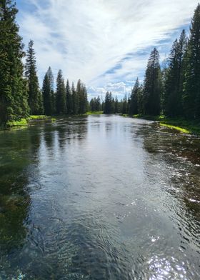 River in a Forest