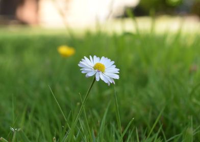 Daisy in Green Grass