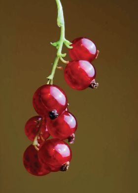 Red Currants on Stem