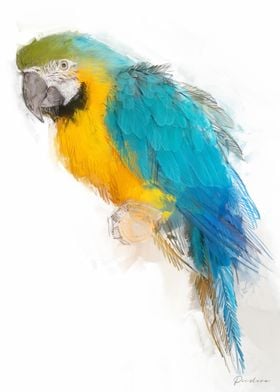 Blue and Yellow Macaw Painting