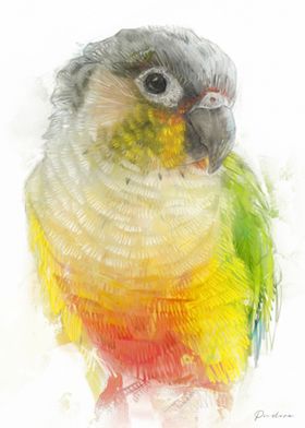 Conure Parrot Painting