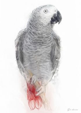 Grey Parrot Illustration