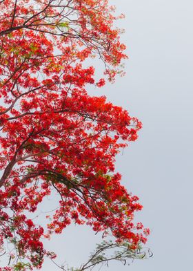 Flor de Fuego