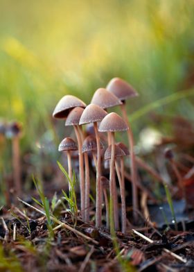 Mushrooms in the Forest