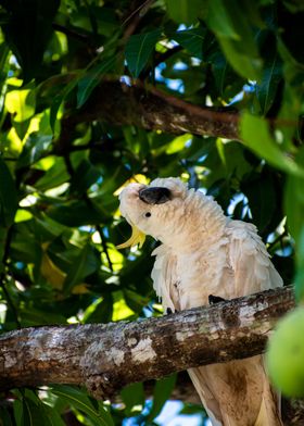 Cockatoo