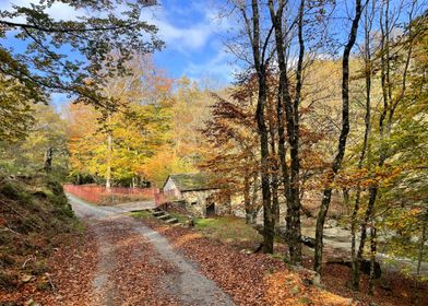 Autumn Forest Path