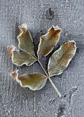 Frosted Autumn Leaf