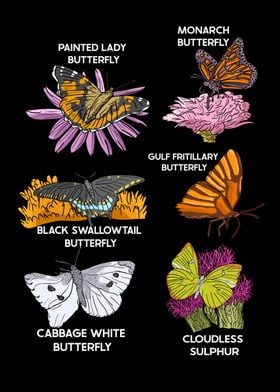 Butterfly Species Illustration Butterfly Lovers Butterflies