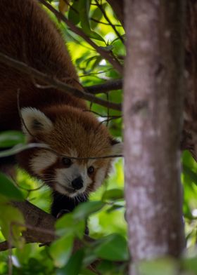 Red Panda