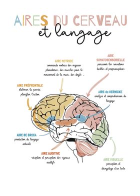 Brain Areas & Language French