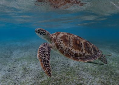 Green Sea Turtle Underwater