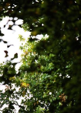 Green Tree Canopy