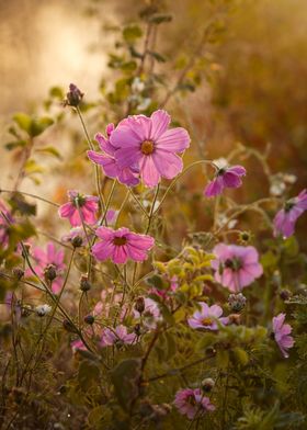 Pink Cosmos Flowers in Sunlight