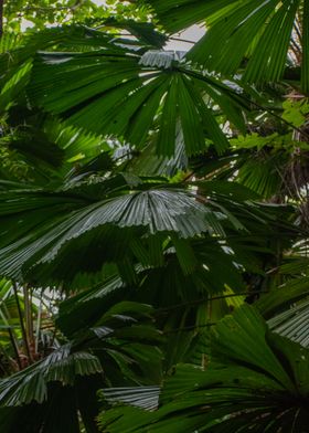 Tropical Canopy