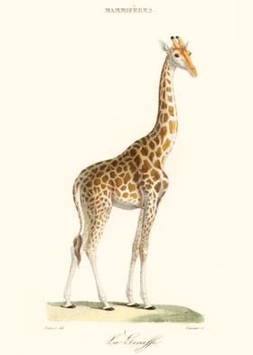 Giraffe Illustration