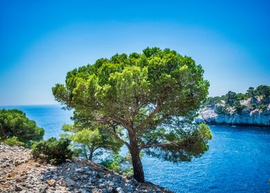 Coastal Tree and Blue Waters in Cassis