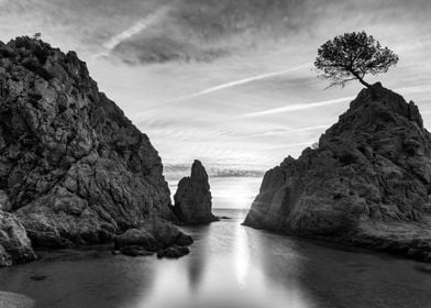 Solitary Tree on Coastal Cliffs