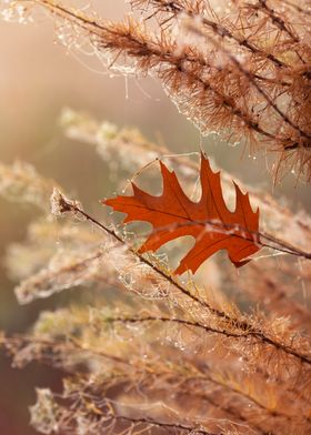 Autumn Leaf and Dew