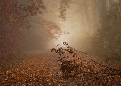 Misty Forest Path