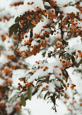 Snowy orange berries