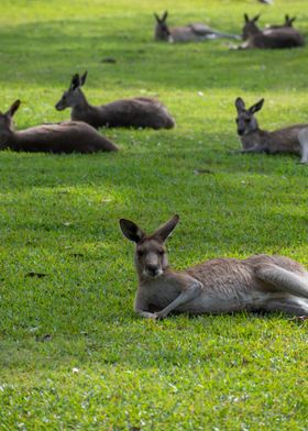 Kangaroos