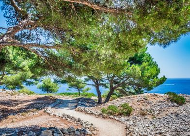 Coastal Path Through Trees in Cassis Provence France