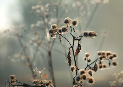 Delicate Winter Blooms