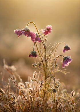 Pink Flowers in Frost