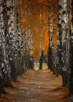 Autumn Birch Tree Path