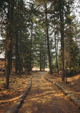 Forest Path