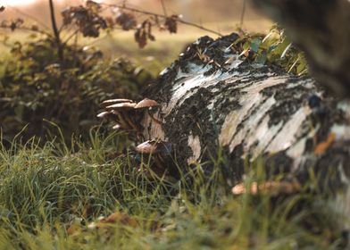 Mushrooms on Birch Log