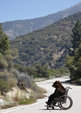 Bear in Wheelchair