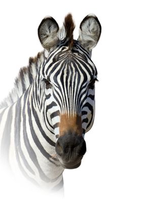 Zebra Portrait