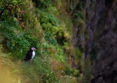 Puffin on a Cliffside