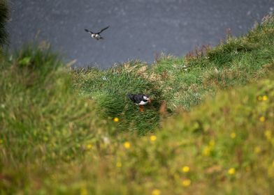 Puffins