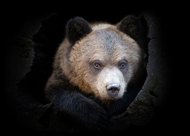 Brown Bear Close-Up