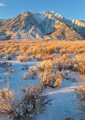 Snowy Lone Pine