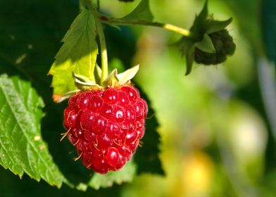 Ripe Raspberry on Branch