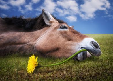 Horse with Dandelion