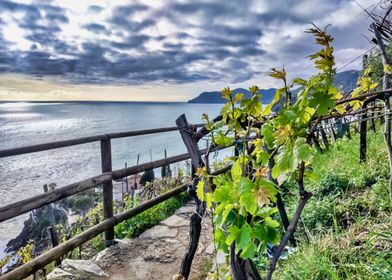 Vineyard Overlooking Sea in Cinque Terre