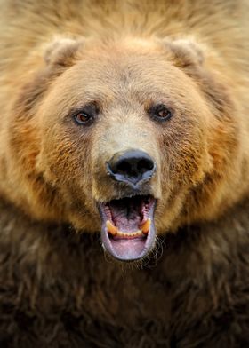 Grizzly Bear Close-Up