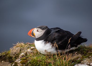 Puffin